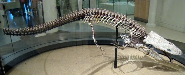 A Koskinonodon skeleton on display at the American Museum of Natural History. Creative Commons License